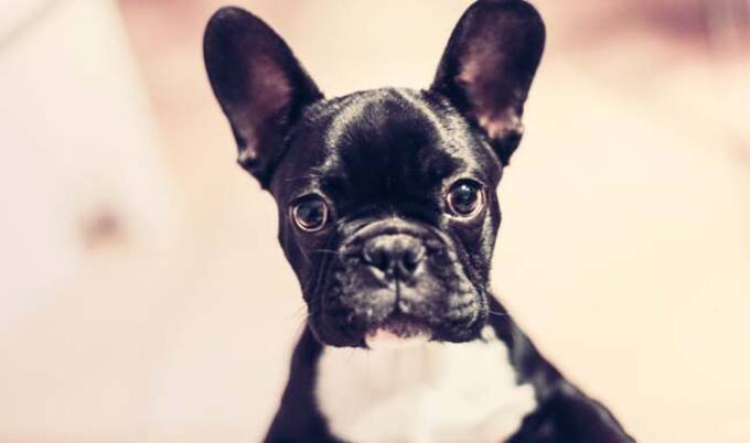 VegNews.Puppy