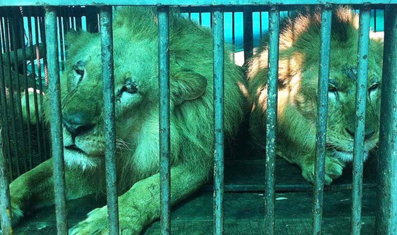 Biggest Airlift in History Returns 33 Circus Lions to Africa