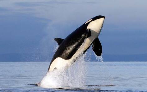 VegNews.Orca