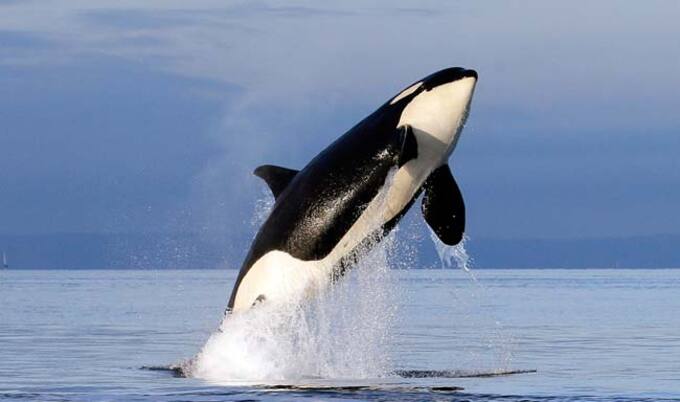 VegNews.Orca