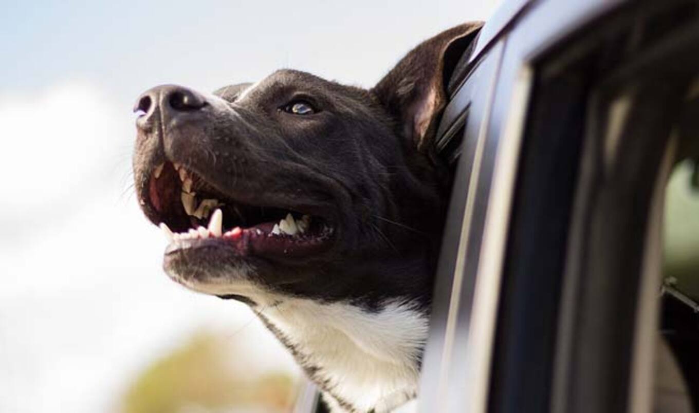 Leaving Animals in Cars Can Be a Felony in Michigan