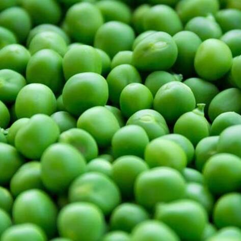 Dietitians Tout Benefits of Pea Protein
