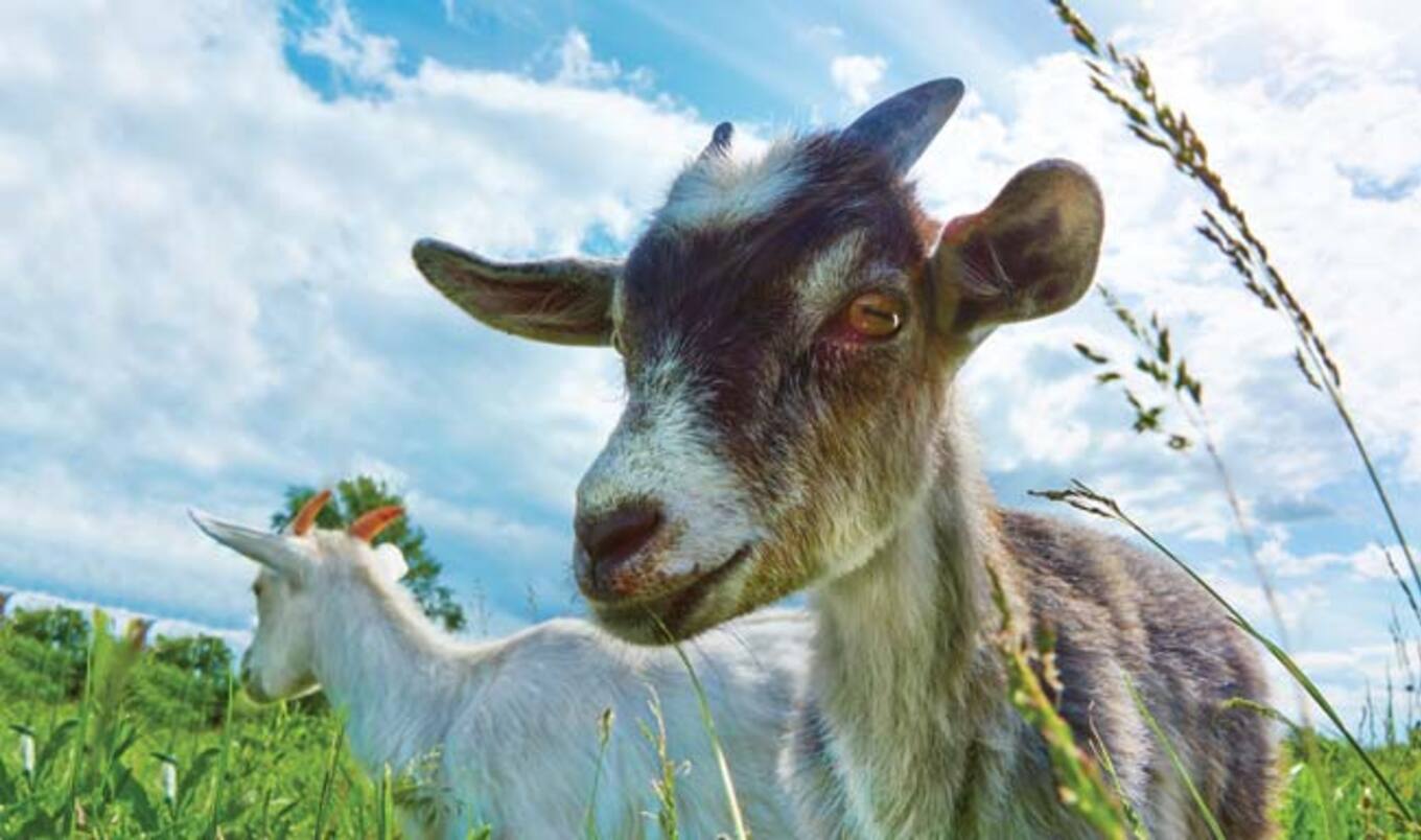 San Diego Attorney Opens Animal Sanctuary