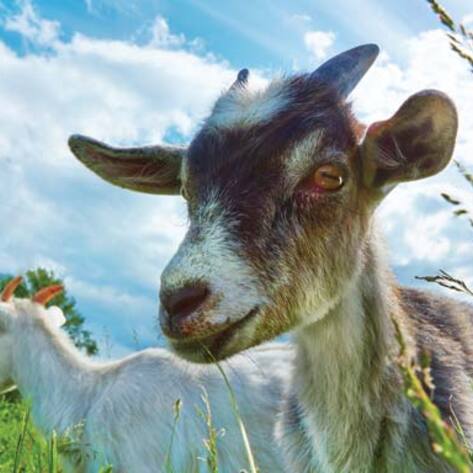 VegNews.Goat.Sanctuary