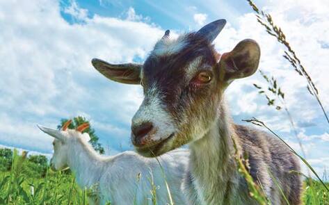 VegNews.Goat.Sanctuary