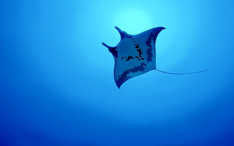 New Study Reveals Self-Awareness in Fish Species