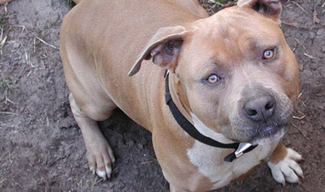 Dogfighting Ring Busted