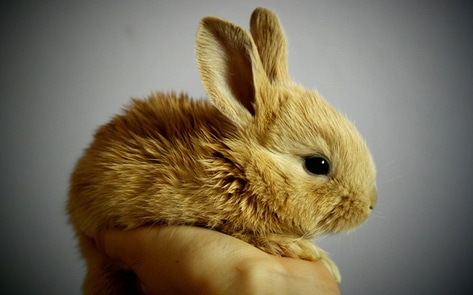 Brazilian State Bans Cosmetic Animal Testing
