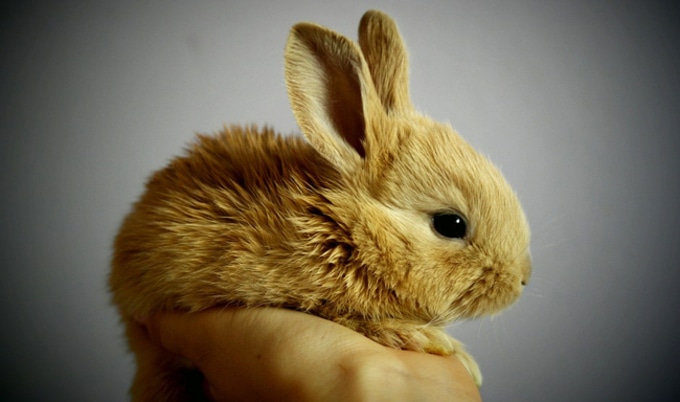 VegNews.Rabbit.Testing