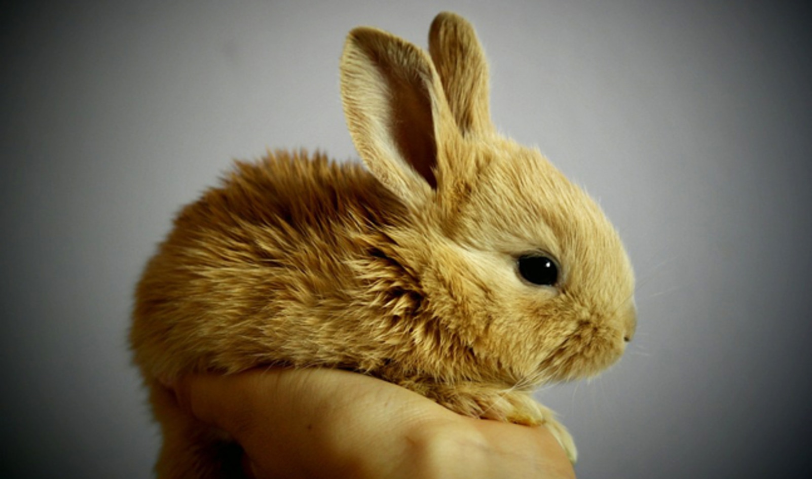 Canadian University Receives $1 Million Donation to Find Alternatives to Animal Testing