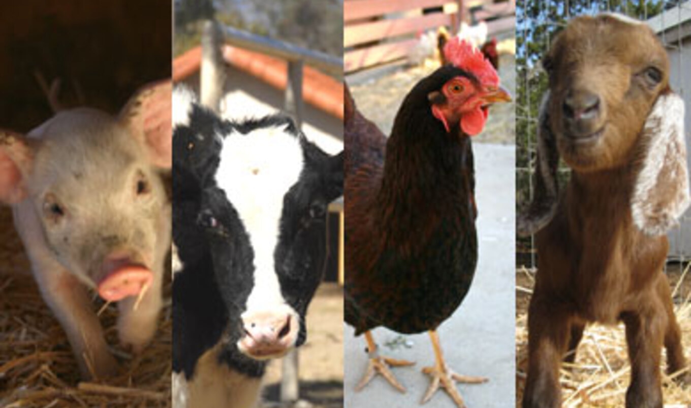 Meet the Animals of Animal Acres