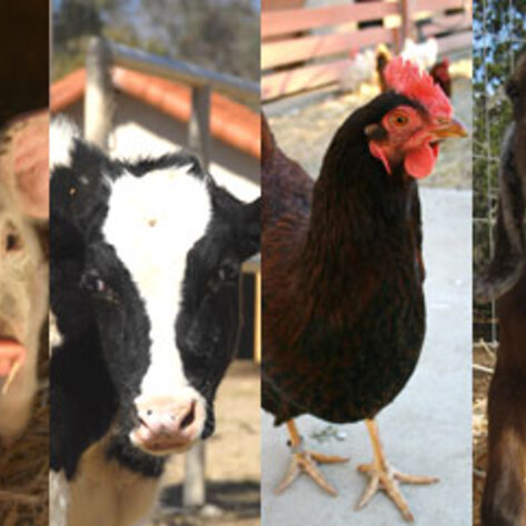 Meet the Animals of Animal Acres
