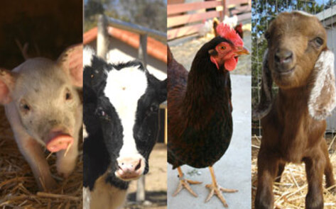 Meet the Animals of Animal Acres