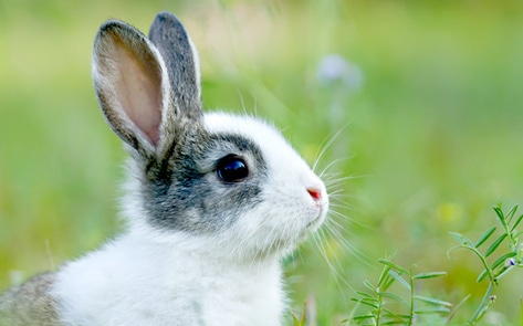 CA Democratic Party Pledges Support for Cruelty-Free Cosmetics Ban