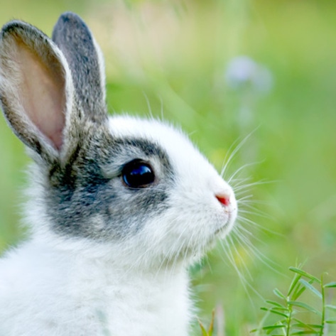 CA Democratic Party Pledges Support for Cruelty-Free Cosmetics Ban
