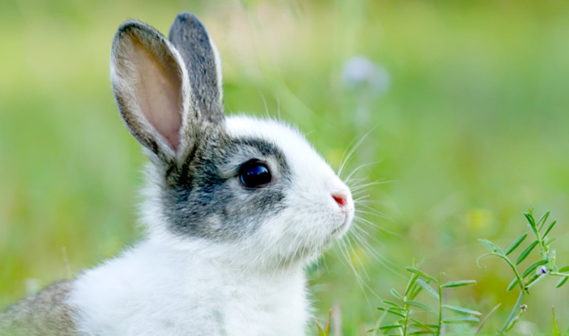 VegNews.Rabbit