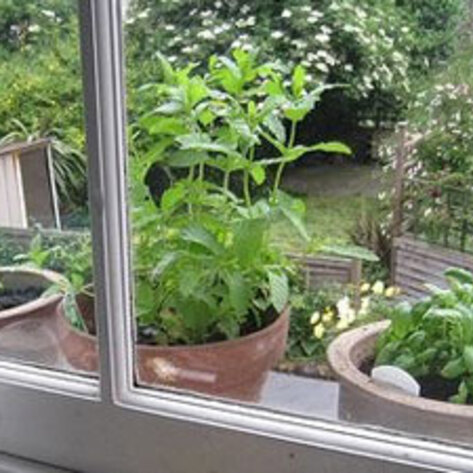 Windowsill Gardens