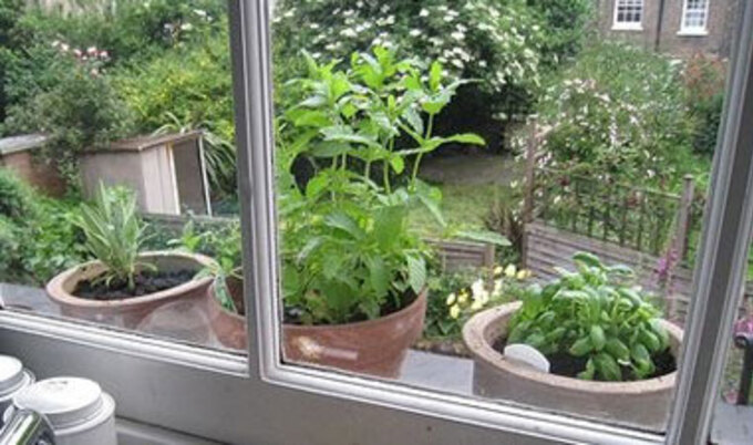 VND.windowsill.herb.garden