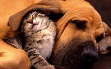 Animal Defense Video