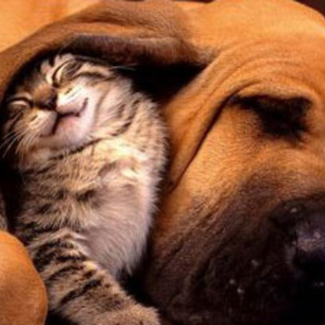 Animal Defense Video