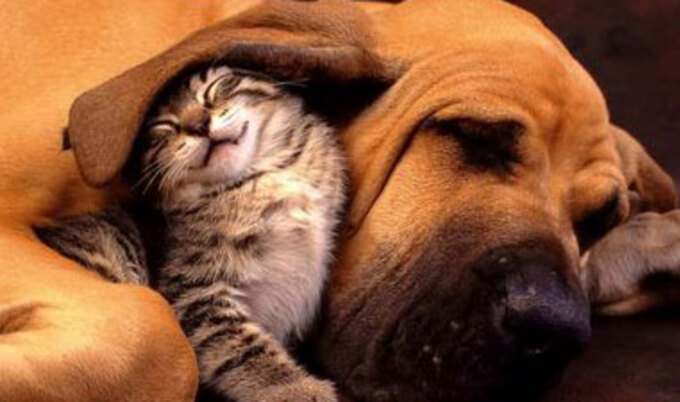 VND.-cat-and-dog-adoption