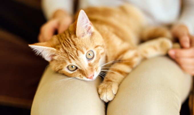 VegNews.CatLap