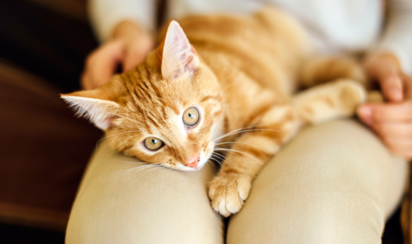 How Loving Animals Can Benefit Your Health