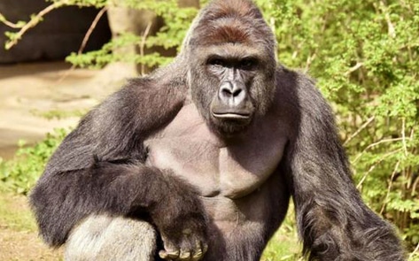 <i>Vox</i> Highlights Hypocrisy of Anger Over Harambe