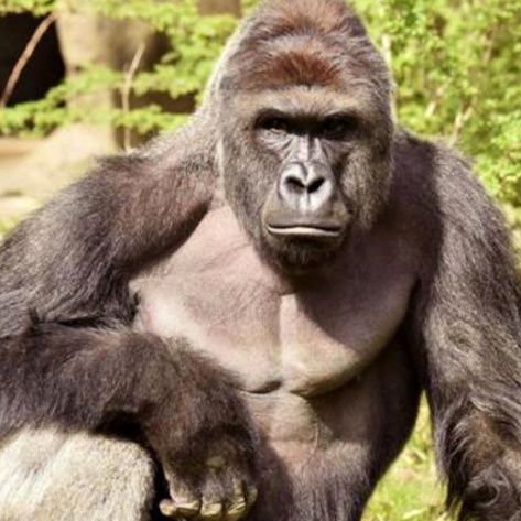 <i>Vox</i> Highlights Hypocrisy of Anger Over Harambe