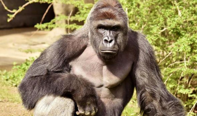 VegNews.Harambe