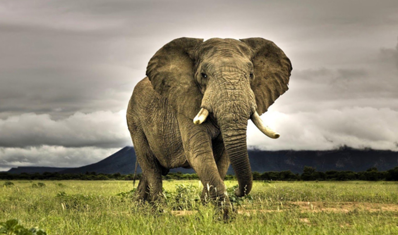 China Eliminates Ivory Trade