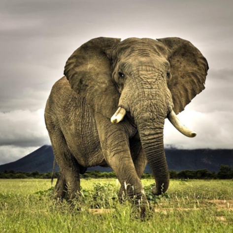 New York Moves to Ban Elephants Used in Entertainment