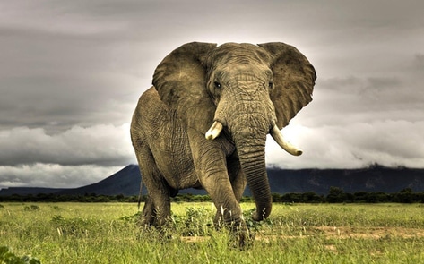 VegNews.IvoryBan