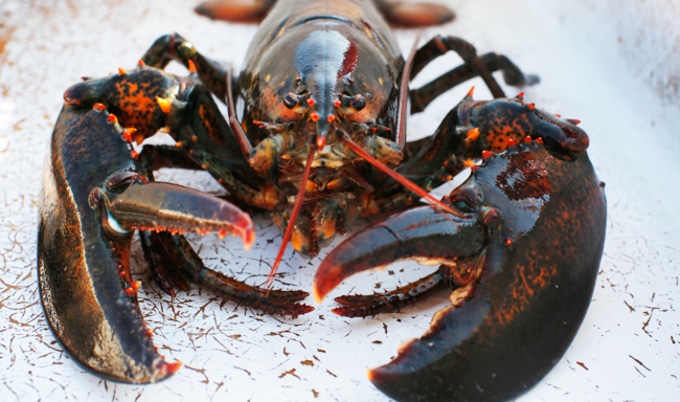 VegNews.Lobster
