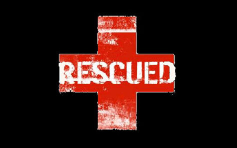 Pregnant Cow Saved From Drowning by Good Samaritans