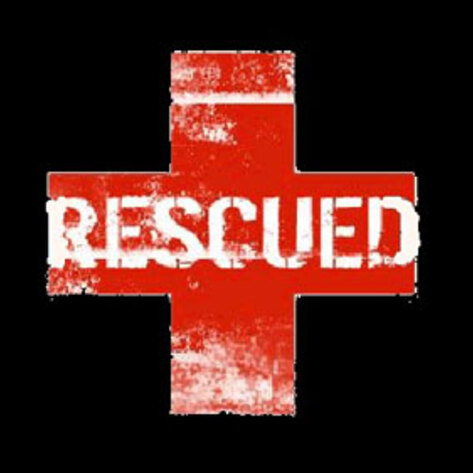 Pregnant Cow Saved From Drowning by Good Samaritans