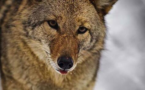 VegNews.Coyote