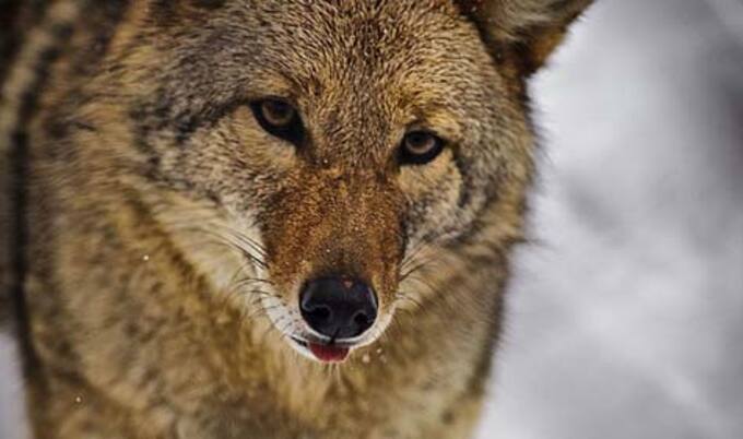 VegNews.Coyote