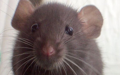 Ending Archaic Animal Tests