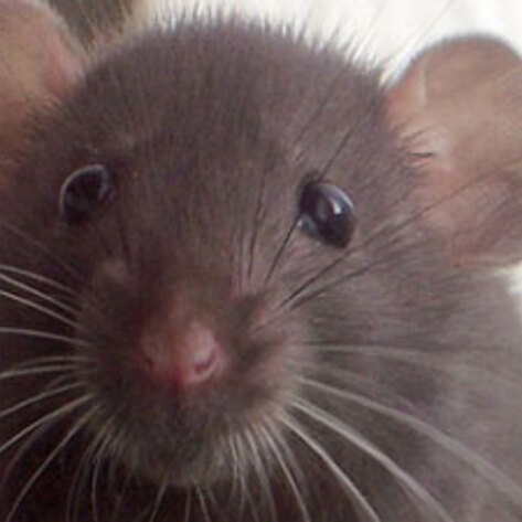 Study: Rats Exhibit Empathy