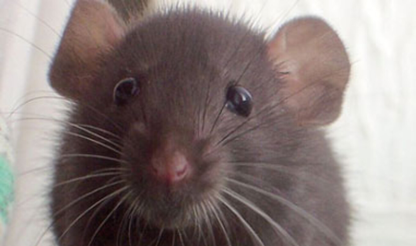 Study: Rats Exhibit Empathy