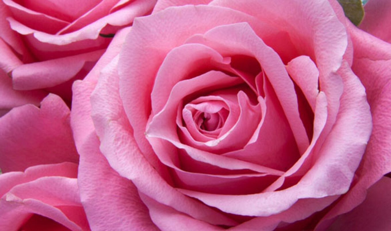 How to Buy Eco-Friendly Flowers