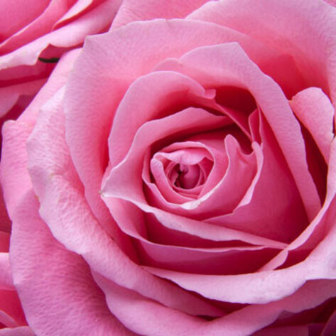 How to Buy Eco-Friendly Flowers