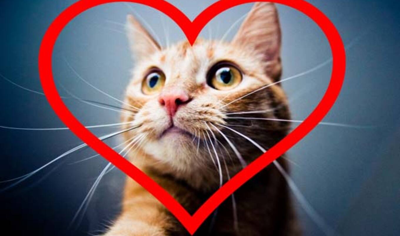4 Reasons Why I'd Rather Be Single than Go Out With A Meat-Eater on Valentine's Day