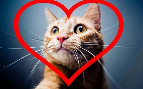 4 Reasons Why I'd Rather Be Single than Go Out With A Meat-Eater on Valentine's Day