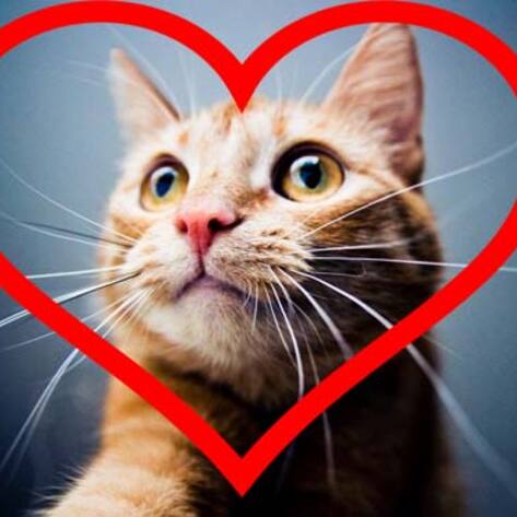 4 Reasons Why I'd Rather Be Single than Go Out With A Meat-Eater on Valentine's Day