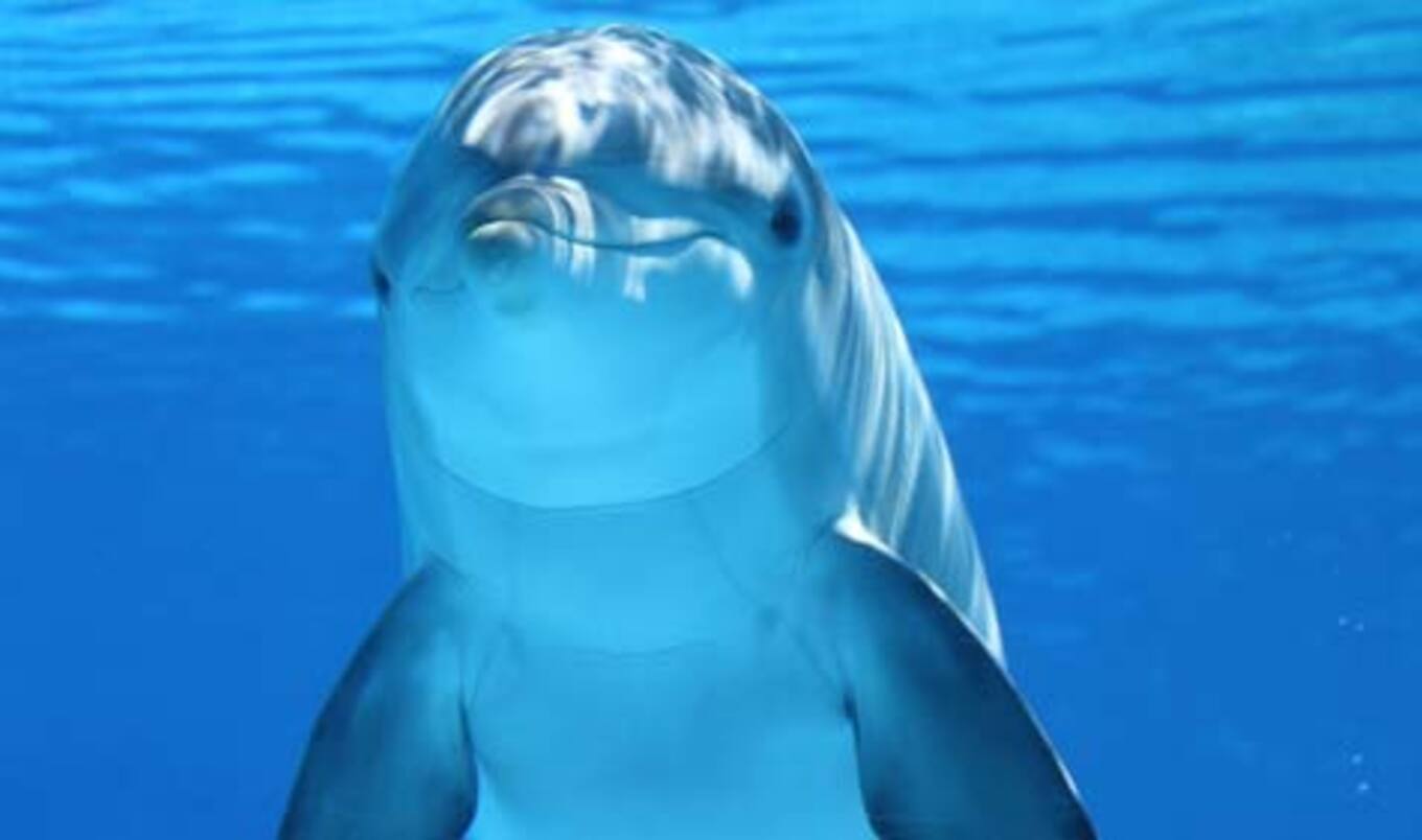 Dart the Dolphin Dies at SeaWorld