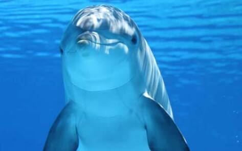 Dart the Dolphin Dies at SeaWorld