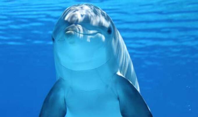 VegNews.Dolphin