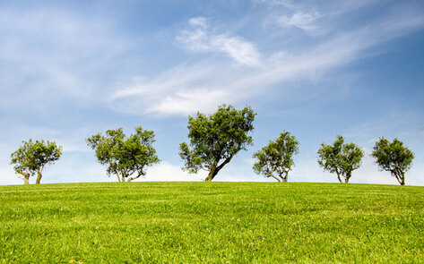 5 Ways Being Vegan Saves the Planet